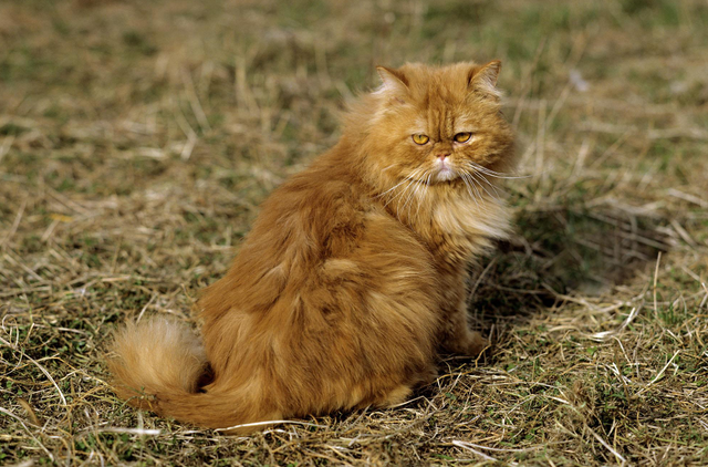 波斯猫图片，物种百科：波斯猫（波斯猫图片真实）