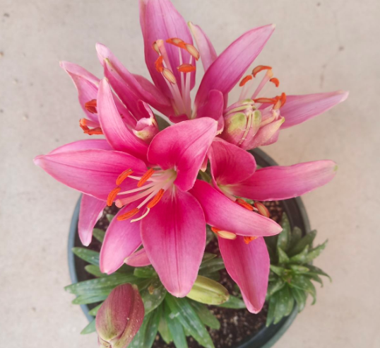 1,百合花种球种植的方法是首先修剪根系,然后消毒清洗,装盆施底肥,使