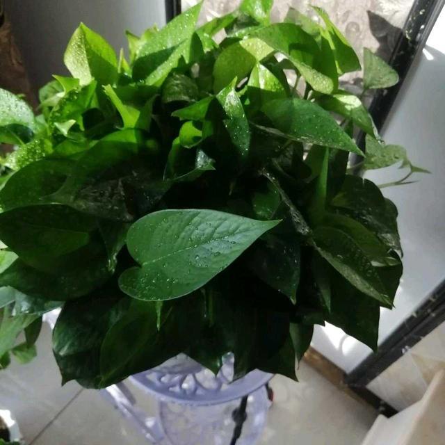 绿萝喜欢阳光吗，绿萝喜欢在什么样的环境中生长（养好绿萝太简单了）