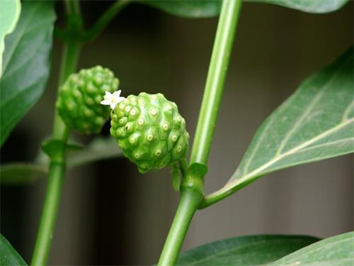 诺丽果的营养，诺丽果是海滨木巴戟的果实