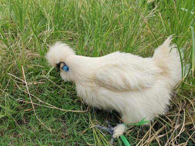 黑乌鸡为啥比白乌鸡贵，黑乌鸡为啥比白乌鸡贵很多（泰和乌鸡百科说明）