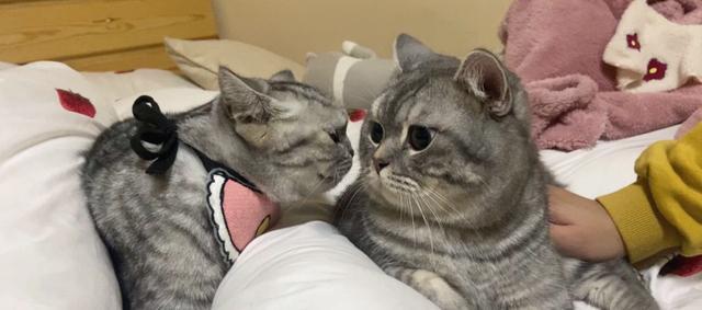 猫一窝能生几只，猫一年生几窝（猫咪生了5只小猫）