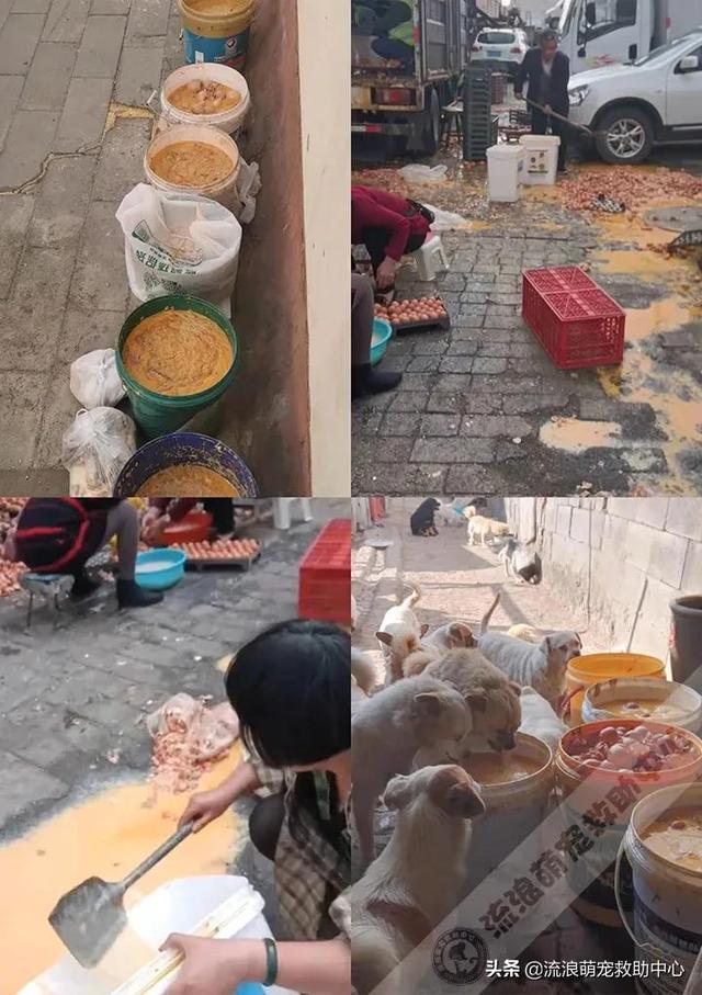 困28是什么，困28是什么意思（失明狗狗被小孩扔进水井）