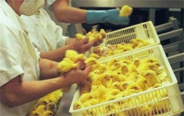 公鸡会生蛋吗，公鸡中的“战斗机”