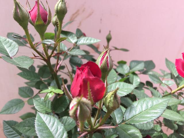月季多头开花的方法，为什么月季只有1个花苞
