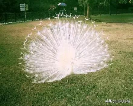 为什么雄性白孔雀也会开屏，孔雀开屏都是雄的吗（白孔雀开屏，太美了）