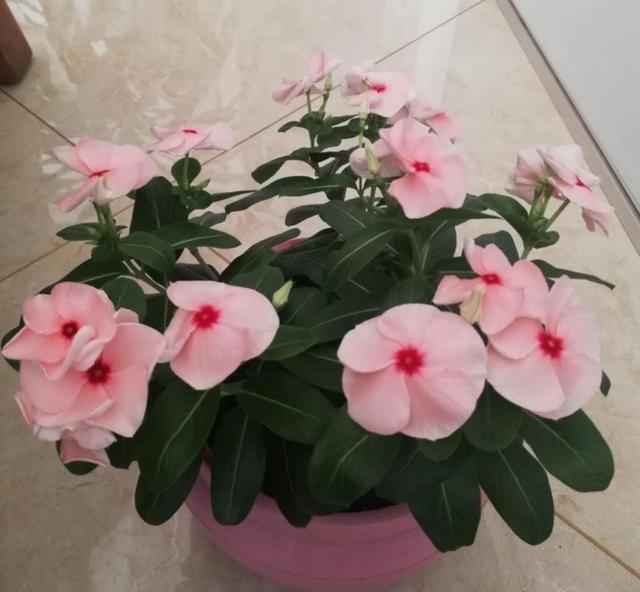 长春花的养殖方法和注意事项，长春花的养殖方法和注意事项长寿花