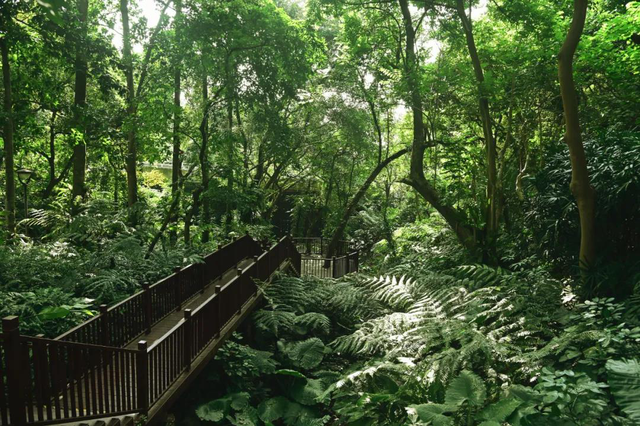 深圳：仙湖植物园蕨类植物收集全国第一，深圳富商陈子冲（这两个刚开放的专类园区有1000多种蕨类植物）