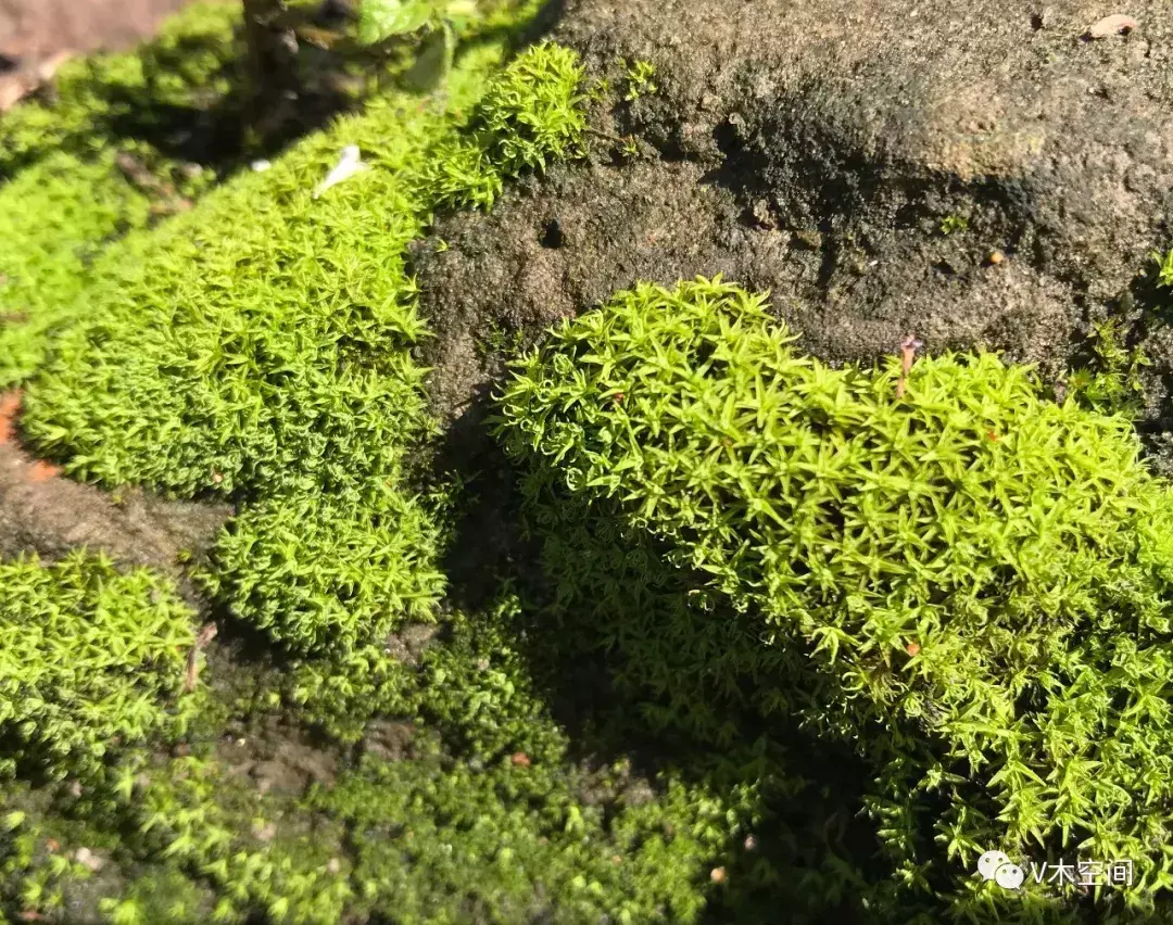 藓怎么组词，身边的苔藓植物——砂藓