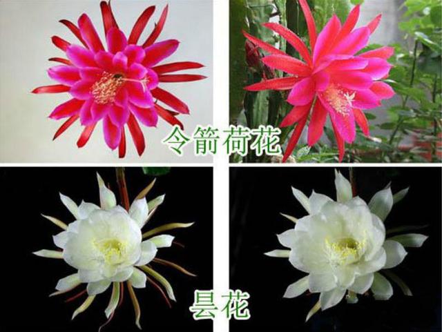 昙花和令箭荷花的区别(图文对比)，昙花和令箭荷花有何异同（老花农一看就知道买错了）