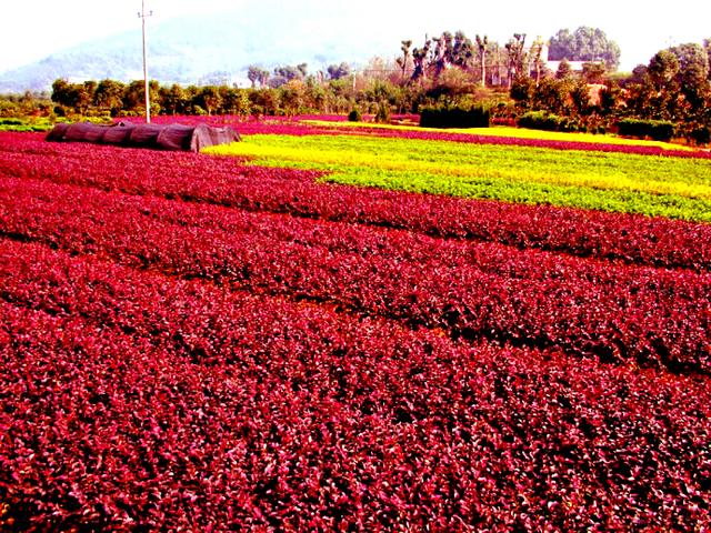 红花继木，红花檵木～娇颜耀芳丛（红花继木）