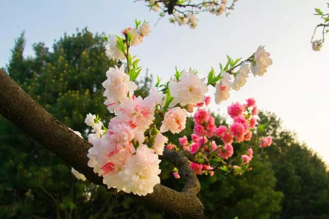 牡丹亭惊梦名句有哪些啊，《牡丹亭》惊梦（26个春天的成语）