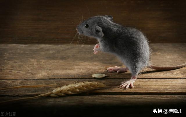 柳宗元三戒的寓意是，柳宗元的《三戒》指的是（与“黔驴技穷”同属一组文章的还有两则寓言）