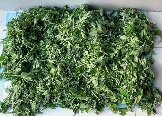 家里有鼻涕虫怎么消灭，鼻涕虫怎么彻底消灭（自制天然杀虫水）