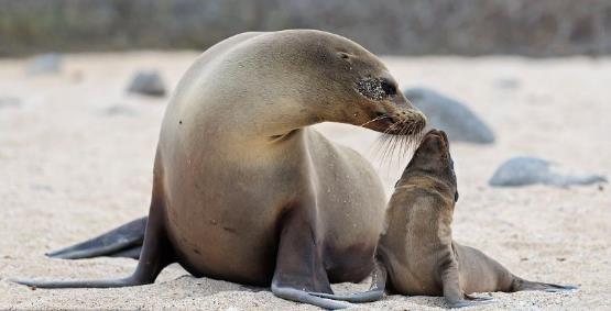 哺乳动物有哪些，世界上哺乳类动物有哪些（哺乳类动物和图片）