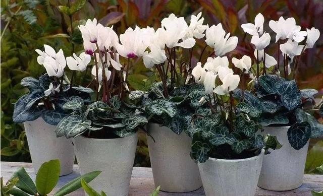 一帆风顺花有毒吗，一帆风顺花草有毒吗（家里养了宠物的朋友）