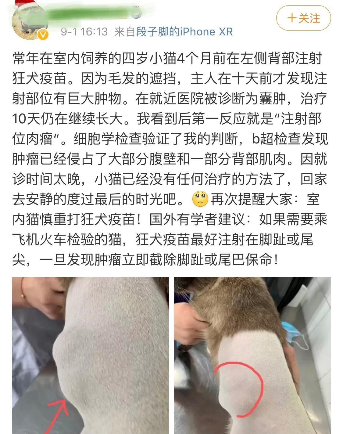 猫的狂犬疫苗多少钱 猫疫苗怎么打