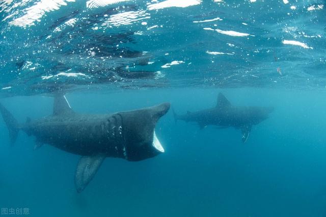 鲨鱼属于鱼类吗，乌贼是鱼类吗（世界上最大的五种鲨鱼）