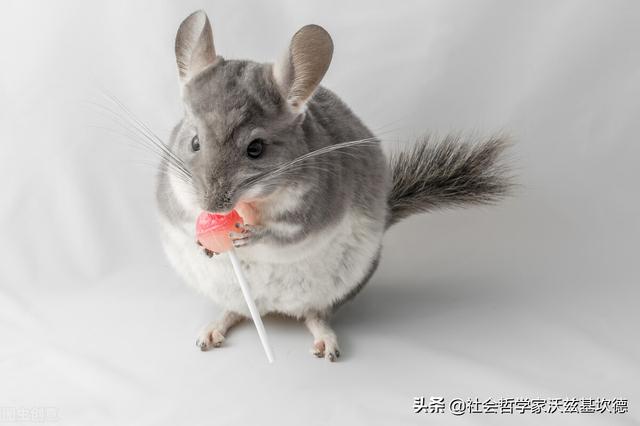 米色龙猫，龙猫，一种奶萌奶萌的生物（米色龙猫多少钱）