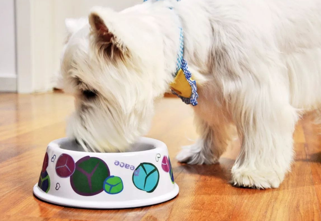 狗狗能喝纯牛奶吗，金毛可以喝纯牛奶吗（养狗一定要牢记“七不要”）