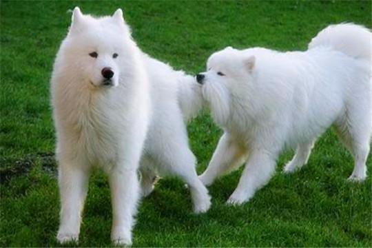 狗摇尾巴或夹着尾巴表示什么，狗摇尾巴是什么（它摇尾巴表达的意思吗）