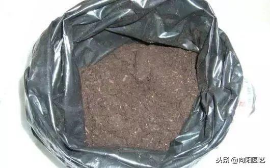 文竹的养殖方法，提高家庭的档次（文竹的养殖方法和注意事项几天浇水）