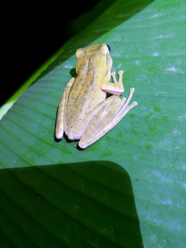 中国树蛙的品种简介，中国树蛙品种大全（他在蕉林里的发现）
