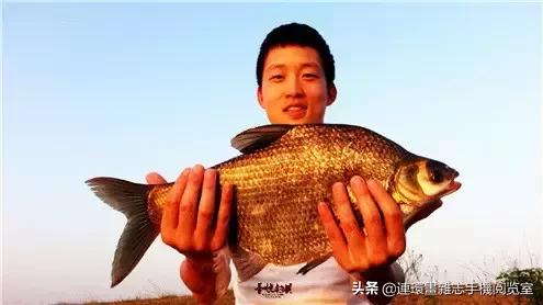 淡水鱼都有什么鱼，钓鱼人一定要知道的二十种淡水鱼（中国常见的20种淡水鱼）
