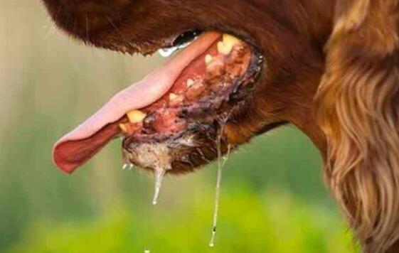 小狗不吃不喝光想趴着，小狗不吃不喝光想趴着鼻子干的（通常都会做这5件事）