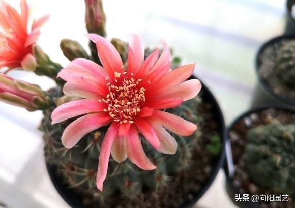 这6种仙人球开花能开一夏天，哪些仙人球开花（适合家养的仙人球）