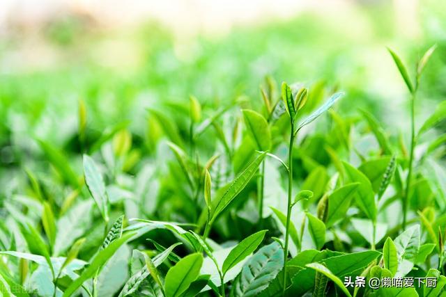 春茶和夏茶有什么不同，春茶、夏茶、秋茶、冬茶有啥区别