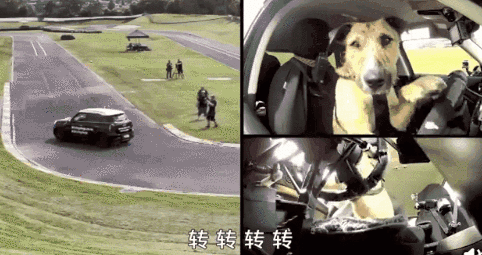 朱正廷养宠物综艺，朱正廷、张雨剑与流浪狗同居的节目