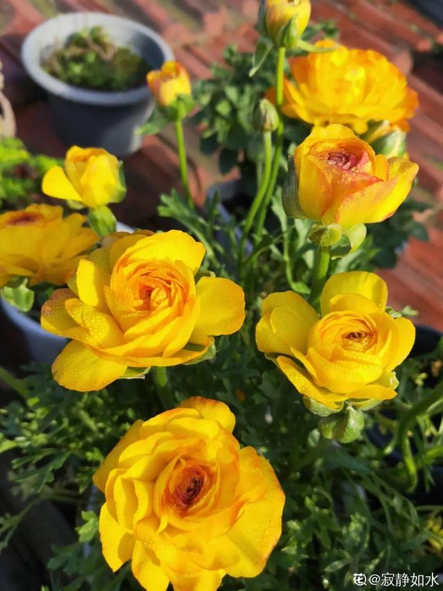 百合花开完花后植株如何处理，盆栽百合开花了怎么处理（百合开完别扔了）