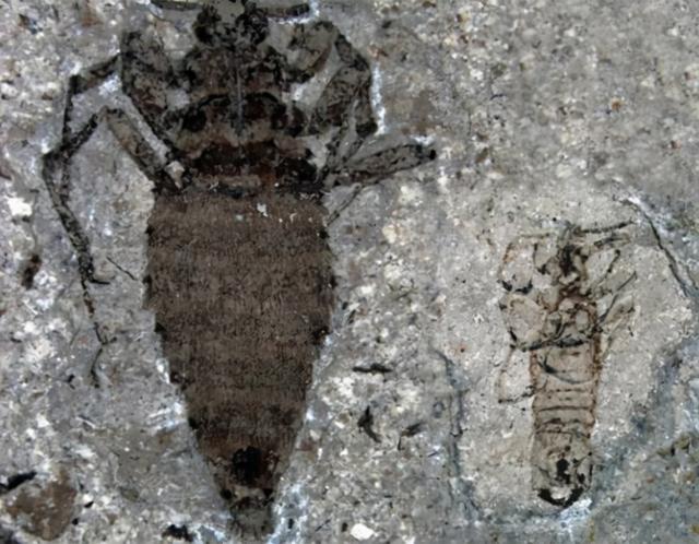 恐龙时代的跳蚤有多大，恐龙的时代有几个纪（1.5亿年前曾在恐龙身上吸血）