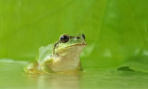 新几内亚天堂鸟，地球上长得极其怪异的6种奇特生物（新几内亚岛——几乎在地球上未被探寻的“失落的世界”）