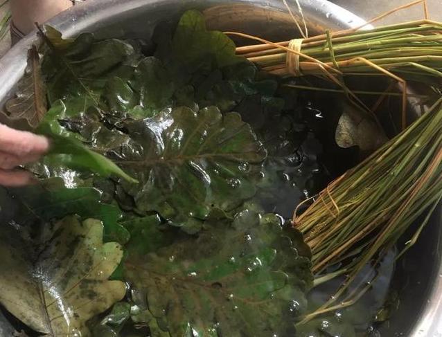 包粽子的叶子是什么植物的叶子，粽子叶是什么植物的叶子（端午百科：年年吃粽子）