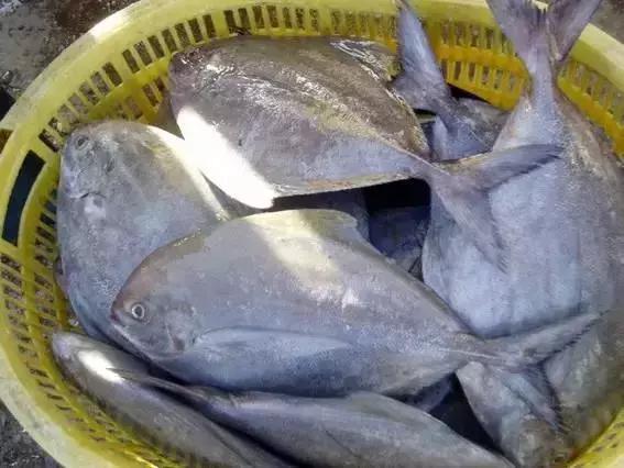 请问清炸小扒皮鱼的做法，炸小剥皮鱼的做法大全（今后再也不怕不认识海鲜了）