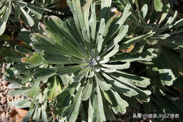 鹤虱的功效与作用，鹤虱的功效与作用是什么（“鹤虱”的功效及其应用）