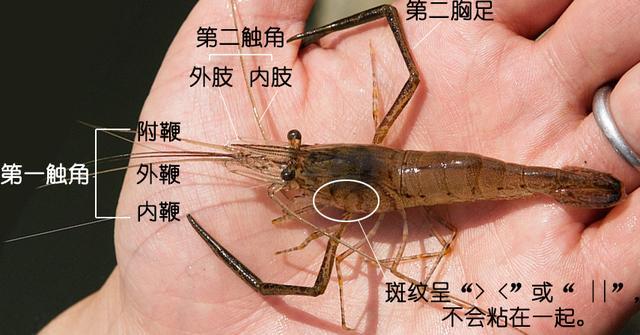 北极甜虾和普通虾的品种区别，如何鉴别对虾、罗氏虾、北极甜虾……一文解决“虾”认识