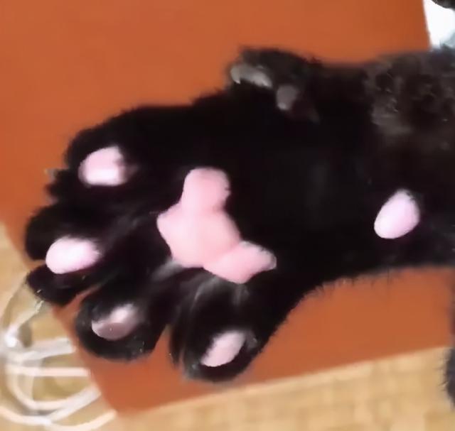 可爱表情包.抱我的小猫腿舔我的jio，微信头像，可爱表情包.抱我的小猫腿舔我的jio（却把评论区逼成了恋jio癖哈哈哈）