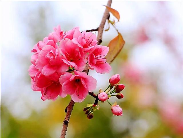 樱花是什么颜色，樱花有哪些品种和颜色（早樱、晚樱、垂枝樱、云南樱简介）