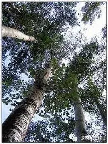 白牛胆的功效与作用，白牛胆的功效与作用禁忌（中药图片大全与功效）