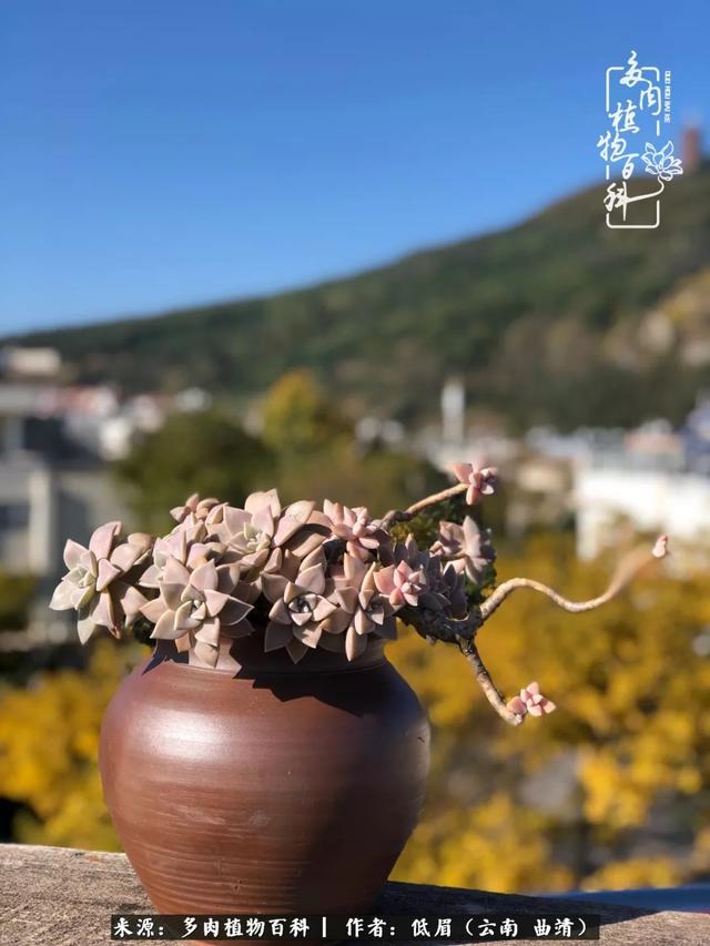 很丧很失望——低眉.，皱着眉头哭丧（陪你度过寒冷的圣诞平安夜图片）