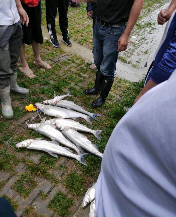 翘嘴鱼多少钱一斤， 翘嘴鱼叫什么名字（翘嘴鱼群聚集巢湖口）