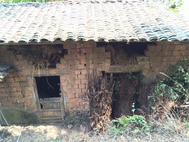 虱子卵长什么样，虱子卵（30年前农村人人都长的虱子）