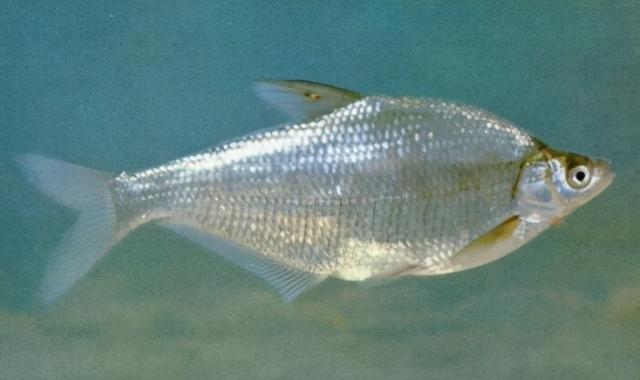 淡水观赏鱼种类，淡水观赏鱼的种类大全！（中国淡水观赏鱼图集<一>）