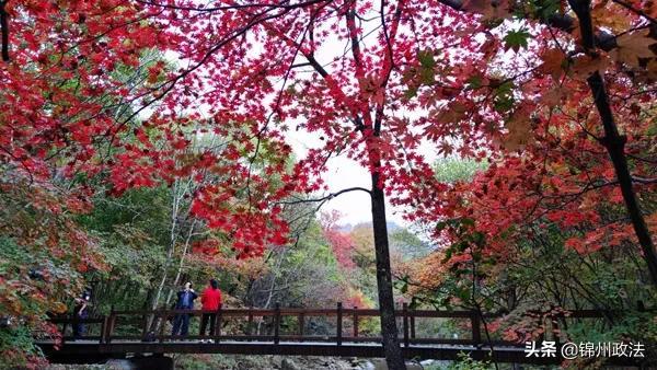 枫叶的特点，最佳观赏期还要等一等……（枫叶长什么样子）