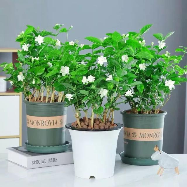 我国国花是什么花，中国国花是什么花（中国国花是什么花）