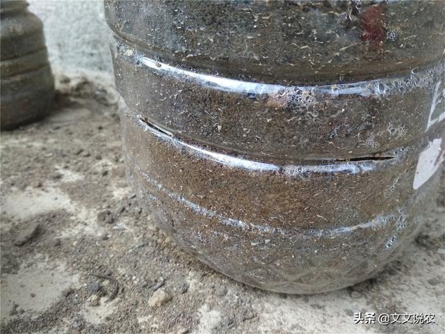 虎皮剑兰的养殖方法，虎皮剑兰的养殖方法和注意事项浇水（新手也能种好虎皮剑兰）