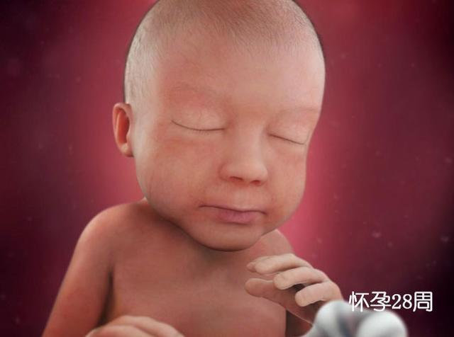 胎儿发育过程的各个阶段变化，胎儿发展变化的过程有哪些（组图了解胎儿在子宫中生长过程）